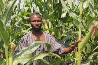 Mr. Sserwada Saidi in his flourishing maize garden