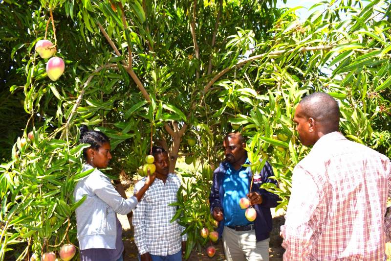 SEPs students with their advisor while supervising Haregu on her fruit production