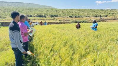 Field day participants observed Amlisha’s SEPs plot, showcasing her shift to row planting to boost yields by 27% with SAA’s support.