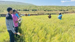 Field day participants observed Amlisha’s SEPs plot, showcasing her shift to row planting to boost yields by 27% with SAA’s support.