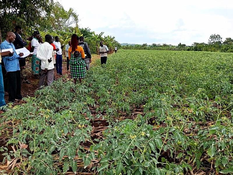 The team explores a 2-acre tomato farm, gaining insights into best practices and challenges in tomato production.