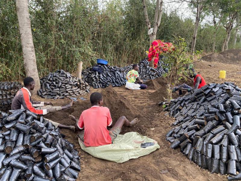 Farmers engage in sustainable agriculture with quality cashew seedlings