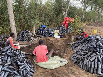 Farmers engage in sustainable agriculture with quality cashew seedlings