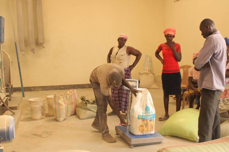 Measuring farmers’ grain deliveries at the OSCA, ensuring quality control, transparency, and fair transactions for every farmer.