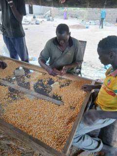 Seed entrepreneur Moumoune Koné sorting certified maize seed in Sitin, southern Mali.