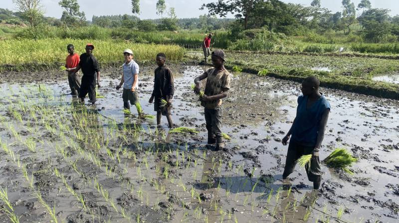 ウガンダで農家と田植えするJOCV長谷川