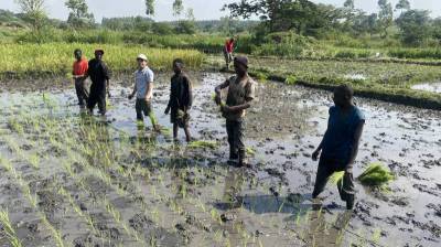 ウガンダで農家と田植えするJOCV長谷川