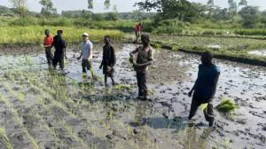 ウガンダで農家と田植えするJOCV長谷川