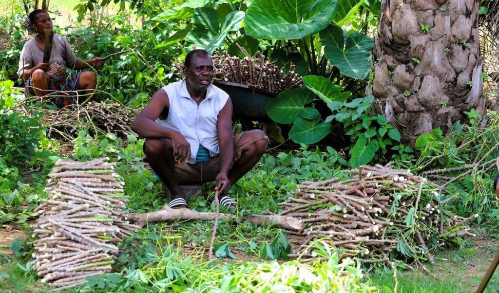 Tu Emmanuel preparing for planting cassava stems in his home in Tse Kyase Mbayon in Gwer East Local Government Area of Benue