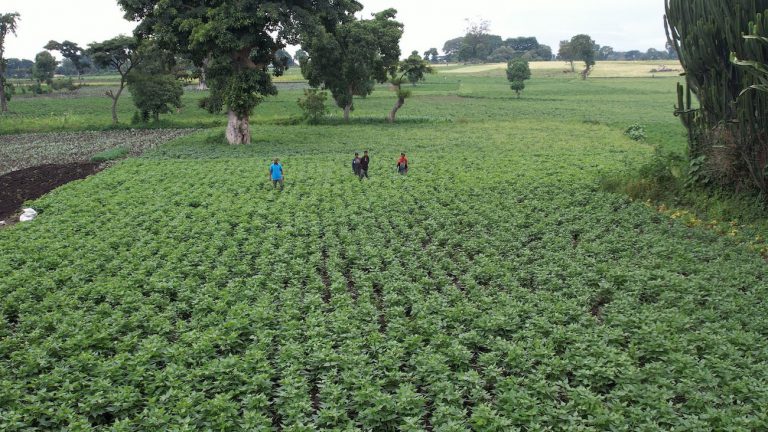 Farmers weed a Haricot-bean cluster in Turge Gallo Kebele, Negele Arsi District.