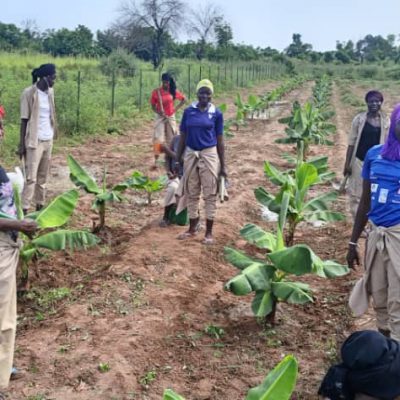 Growing Furues_CB Agricultural Learning Center of M’Pessoba