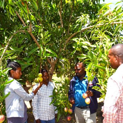 SEPs Help Revive Stalled Mango Farm into a Thriving Integrated Farming Enterprise